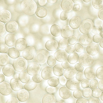 Understanding CM Beta Glucan Technology